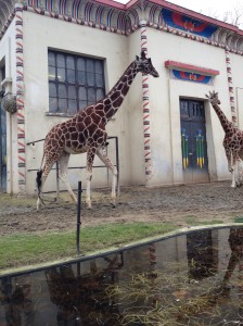 Can't resist adding one giraffe picture, though.